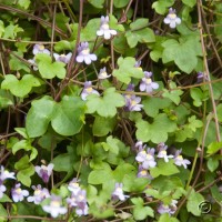 Ivy-leaved Toadflax